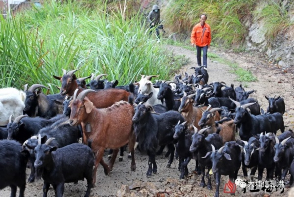 大埔這村30多年歷史的羊肉酒開(kāi)熬，每壇賣(mài)到...